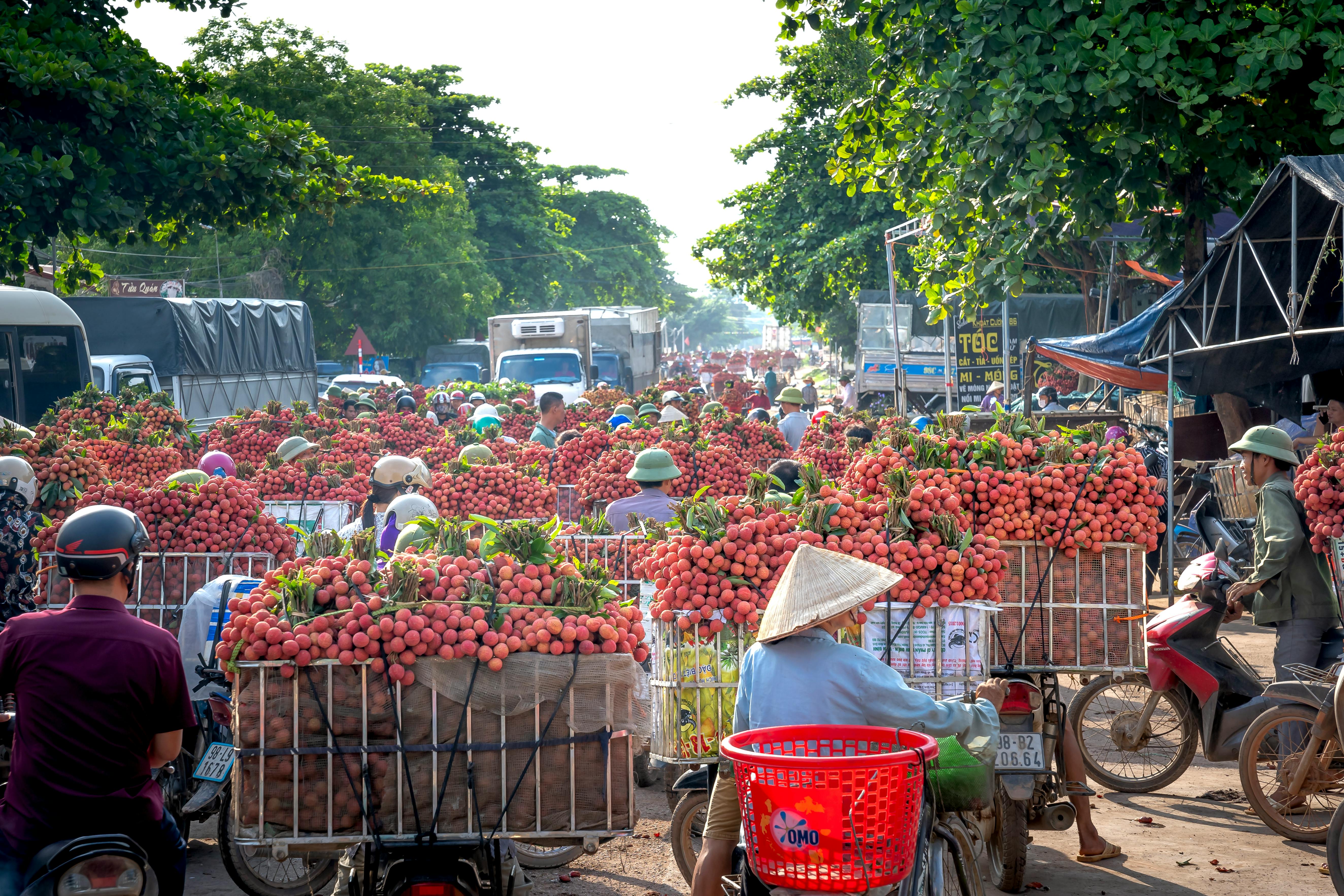 Free stock photo of adult, agriculture, asia