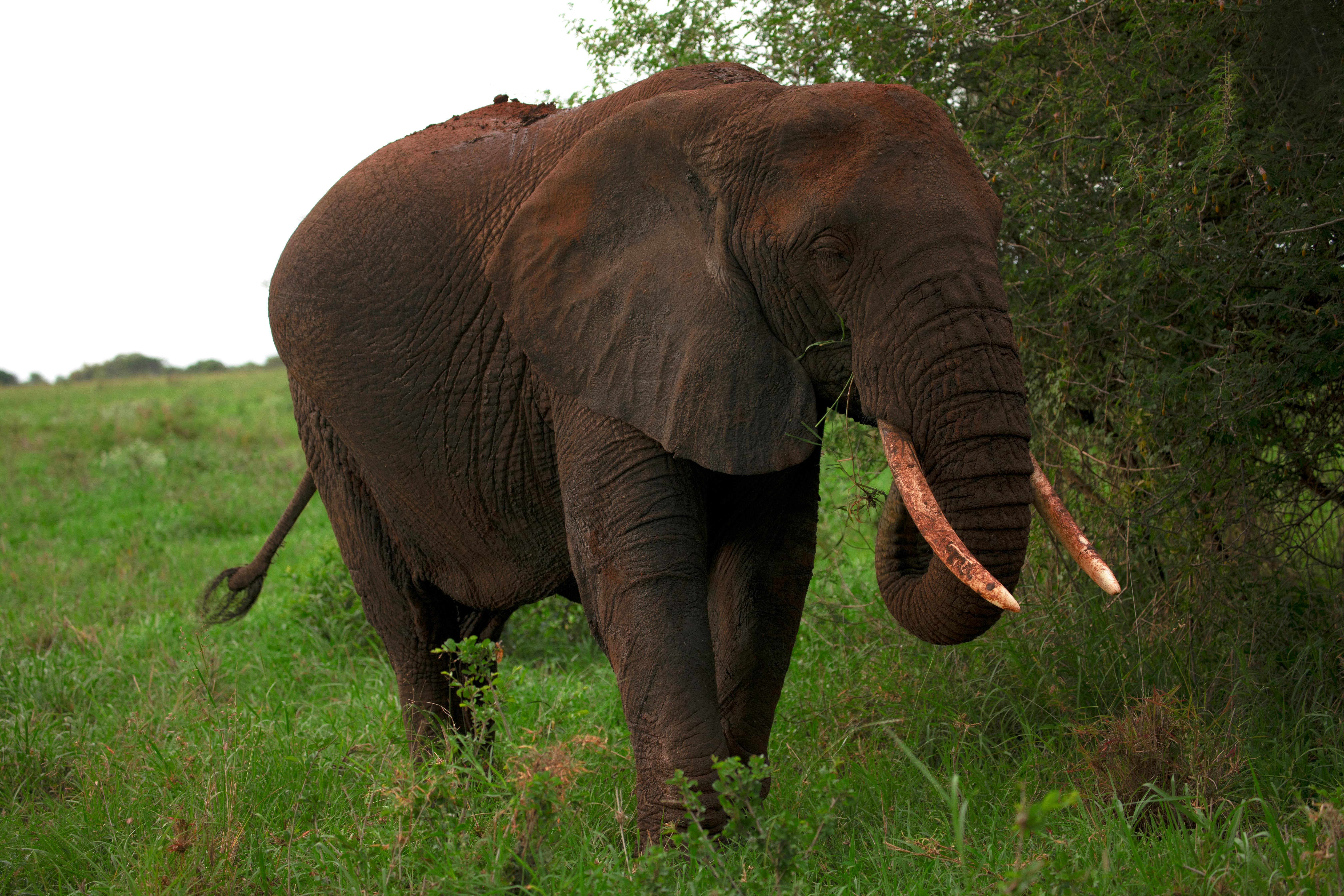 An elephant with tusks