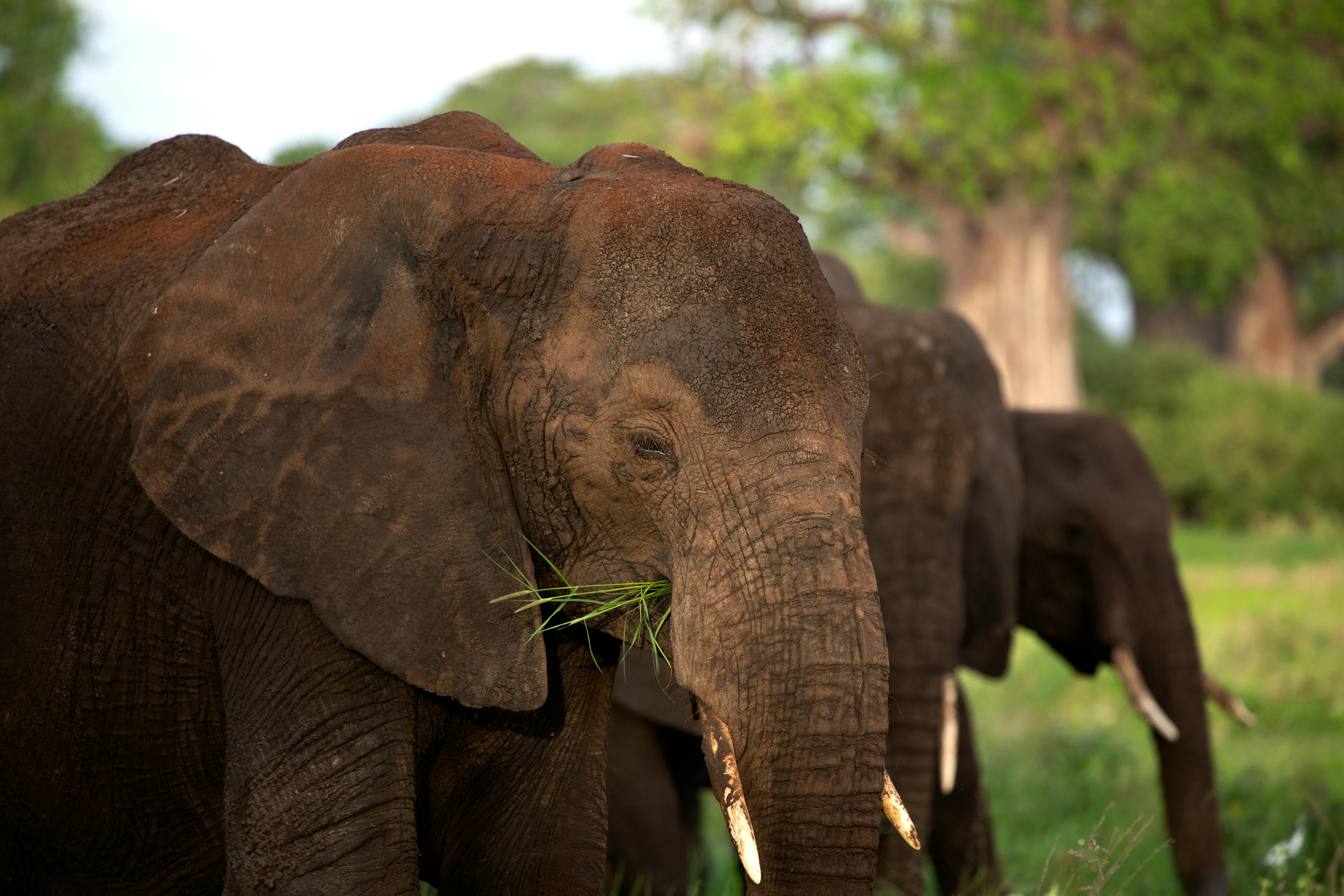 A group of elephants standing in a field